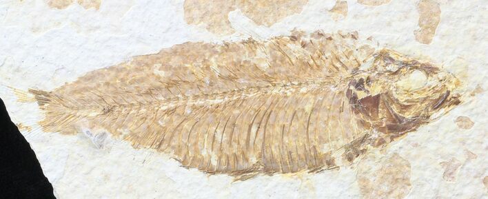 Bargain Knightia Fossil Fish - Wyoming #41066